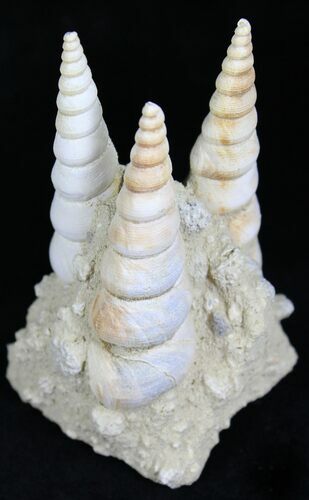 Fossil Gastropod (Haustator) Cluster - Damery, France #22206